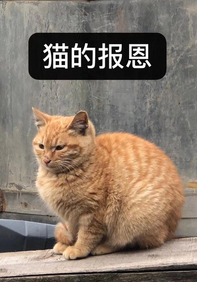 《变猫后喜提团宠剧本》